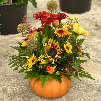 Floral Arrangement Fall Flowers in Pumpkin Vase Staples MN