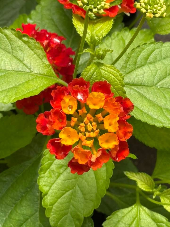 Greenhouse Flowers Staples MN