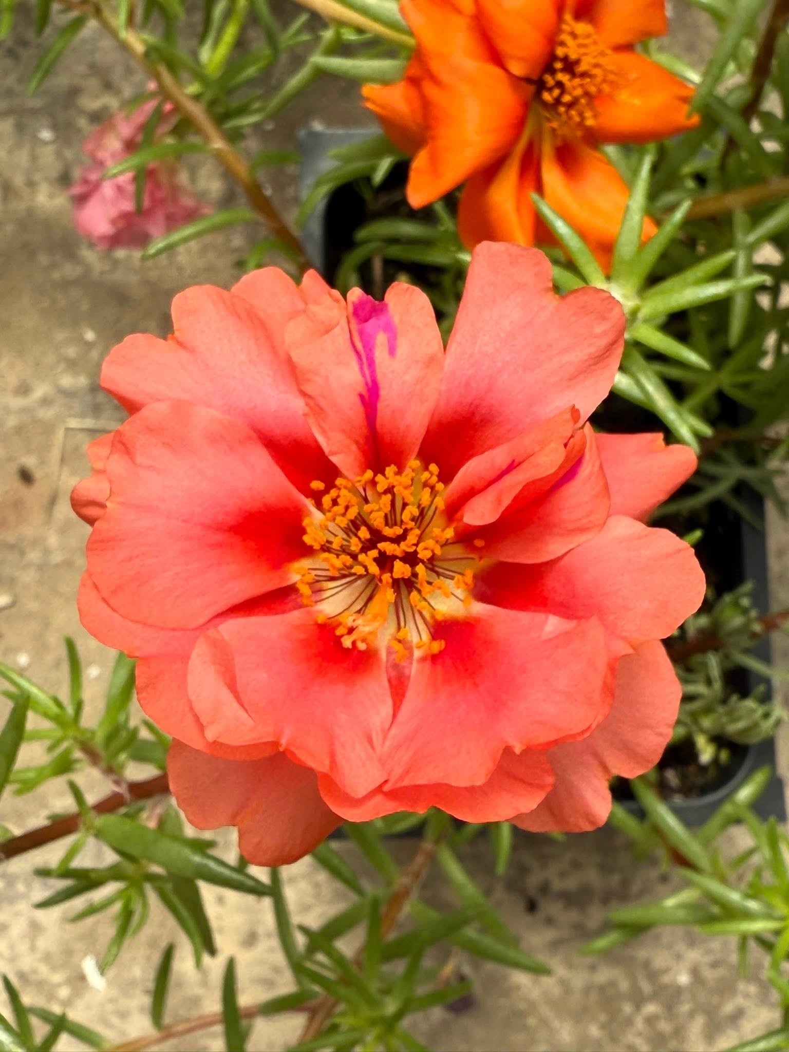 Greenhouse Flowers Staples MN