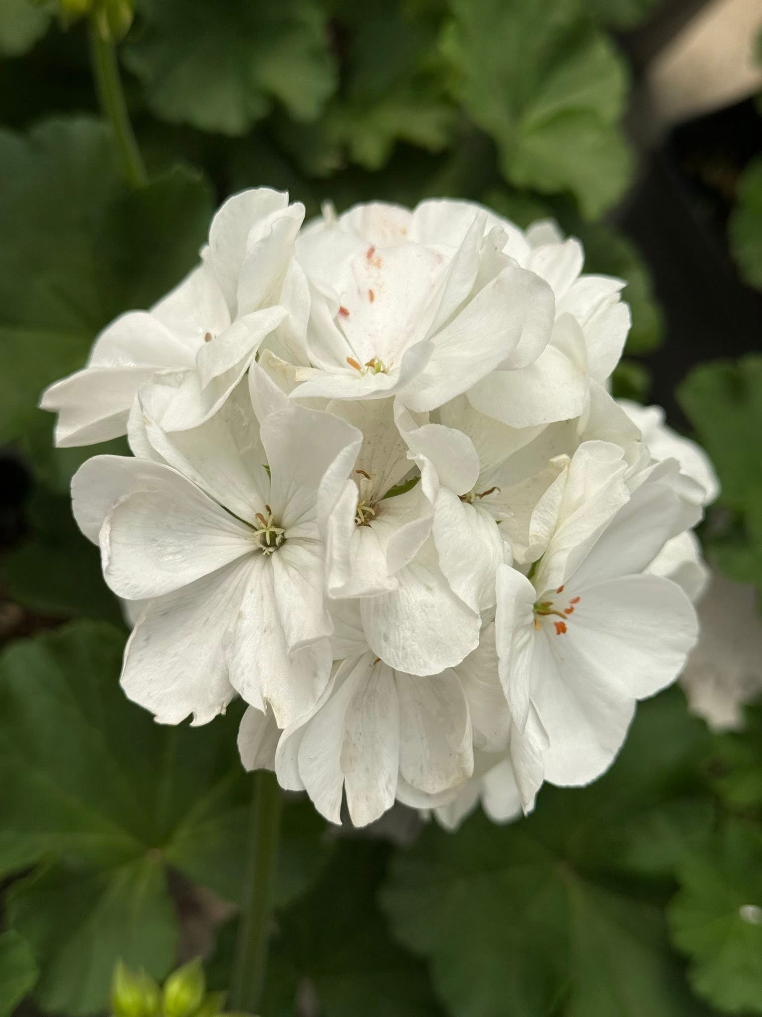 Greenhouse Flowers Staples Minnesota