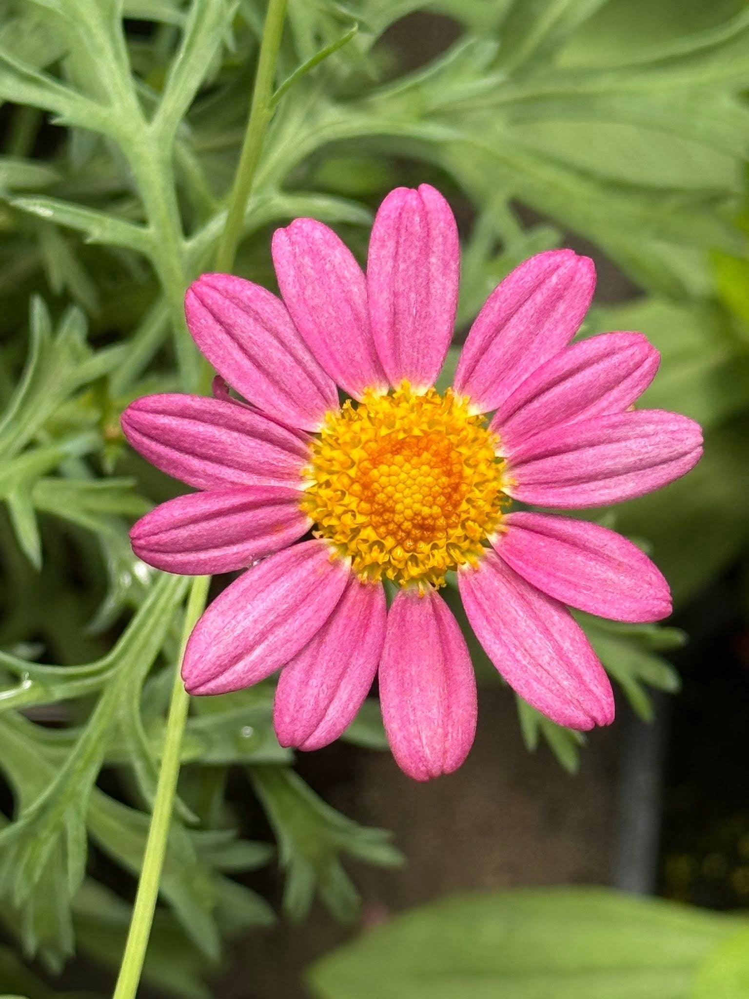Pink Flowers Greenhouse Staples MN