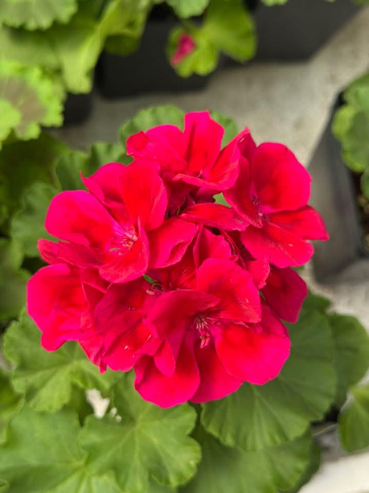 Greenhouse Flowers Staples MN