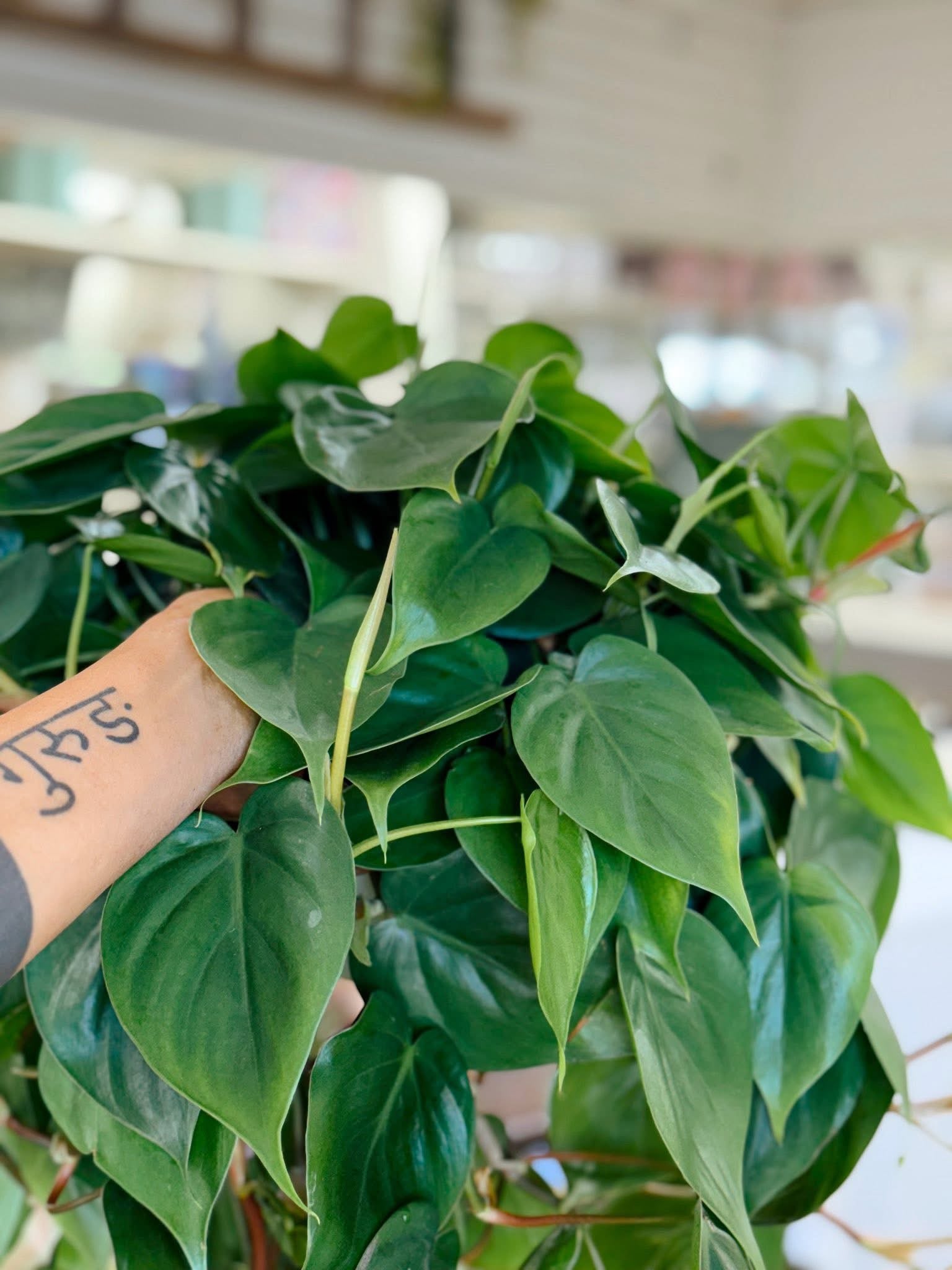 Indoor Plant Staples MN