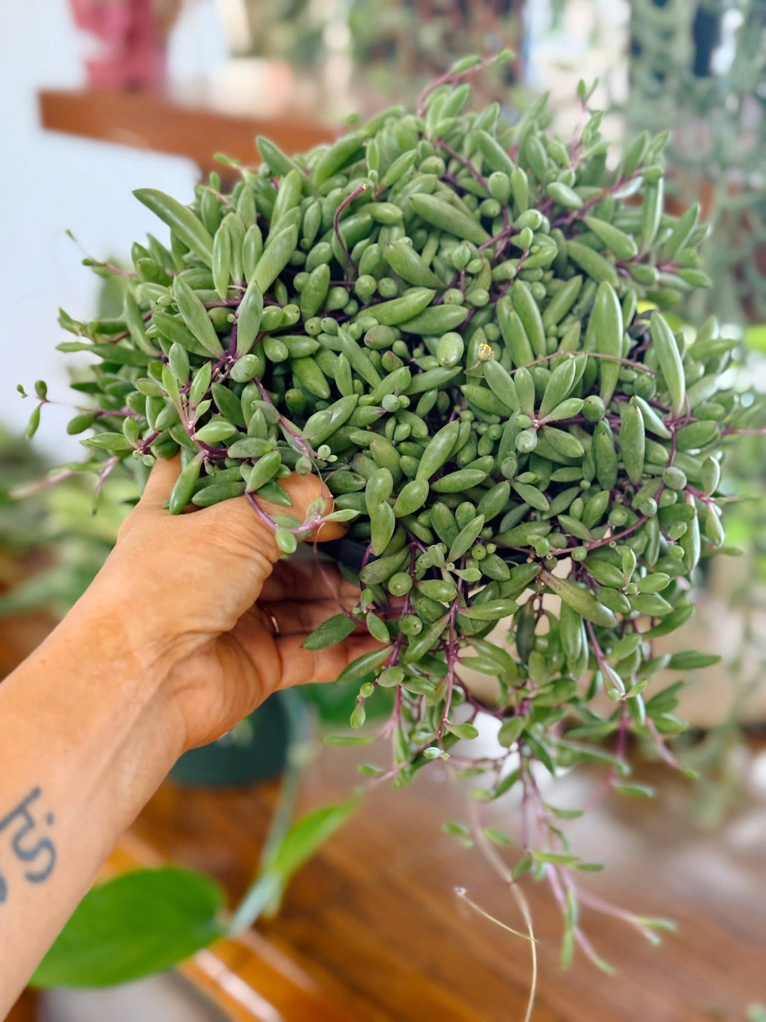 Indoor Plant Staples MN