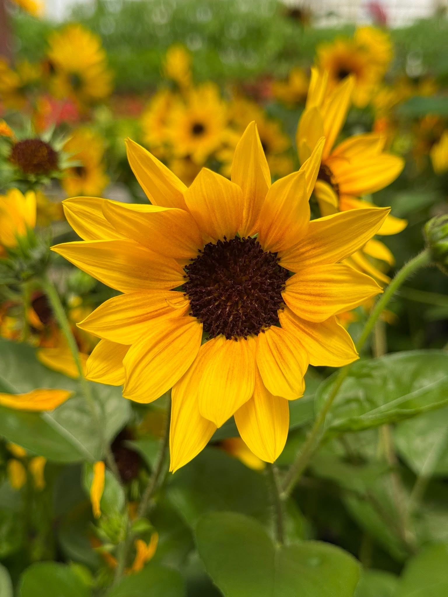 Greenhouse Flowers Staples MN