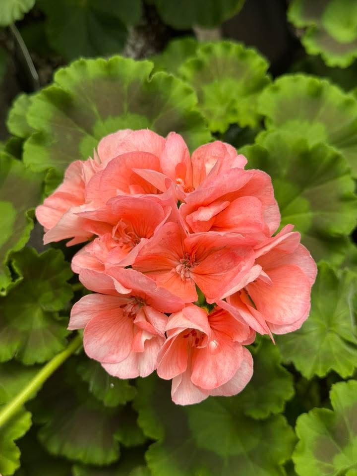 Staples MN Greenhouse Flowers