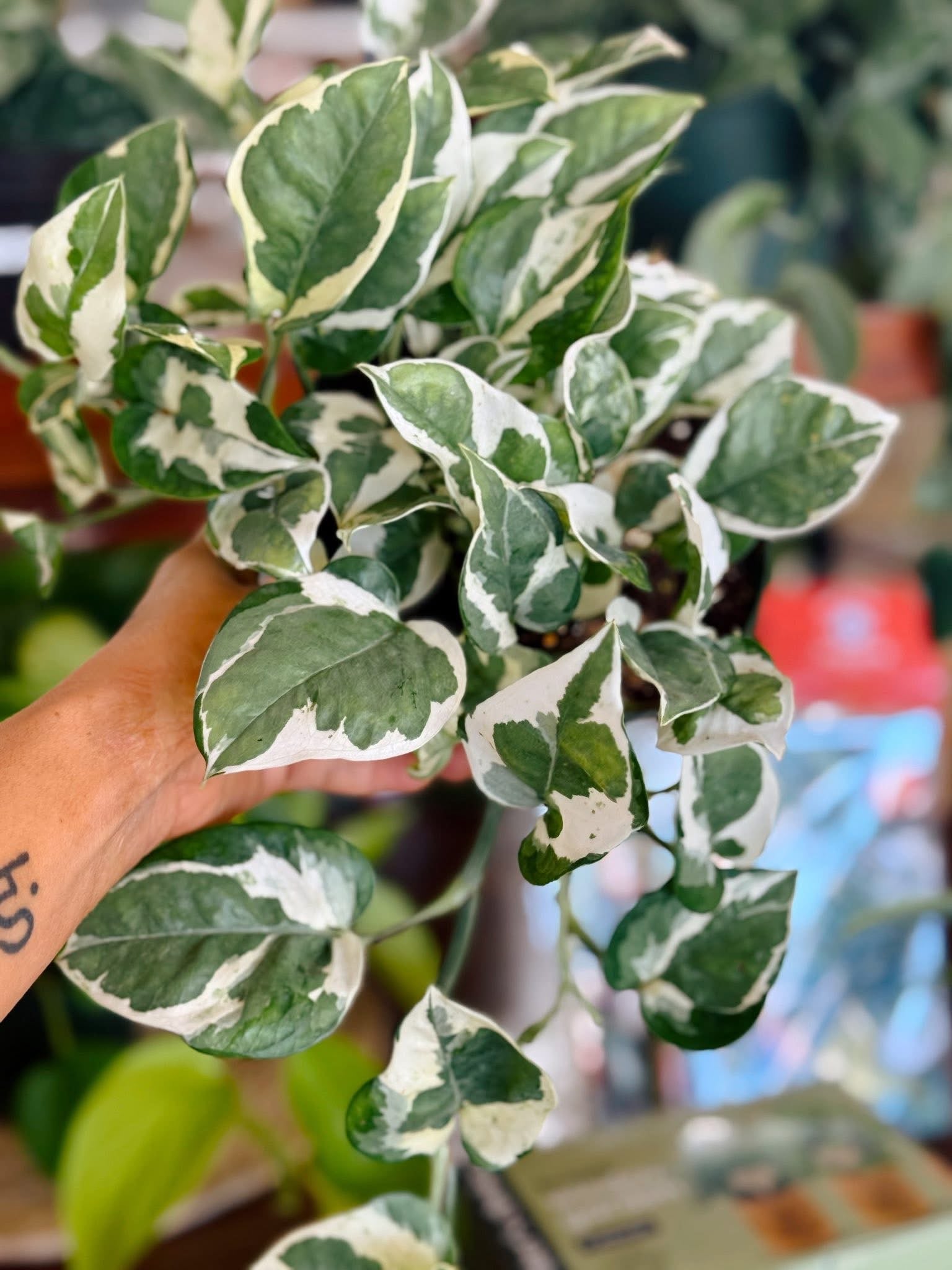 Indoor Plant Staples MN